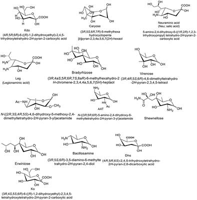 Bacterial polysaccharides—A big source for prebiotics and therapeutics